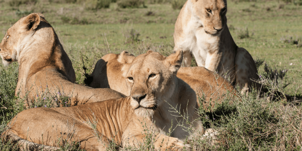 CABECERA SAFARI COMBINADO CON KENIA - TANZANIA & RELAX EN ZANZÍBAR - BURGOS TRAVEL