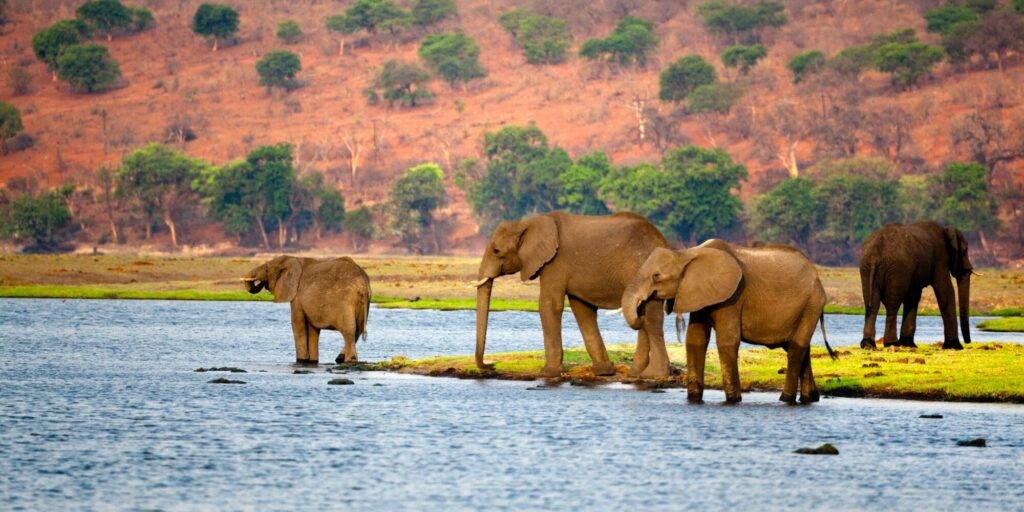 CABECERA BOTSWANA & ZAMBIA