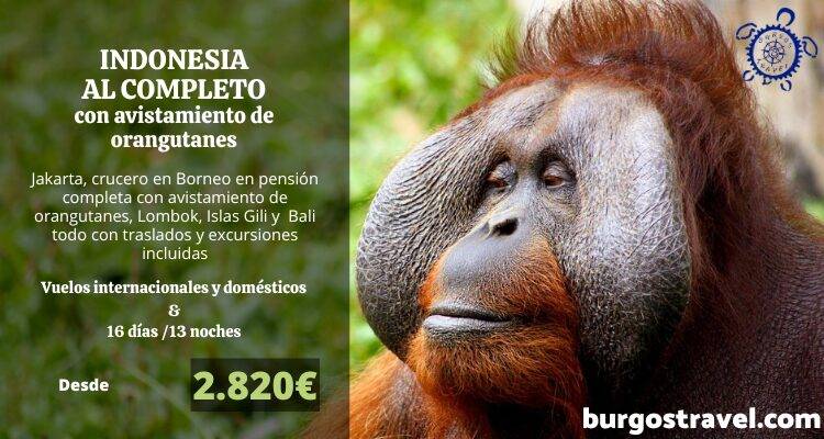 PROGRAMA INDONESIA AL COMPLETO CON AVISTAMIENTO DE ORANGUTANES