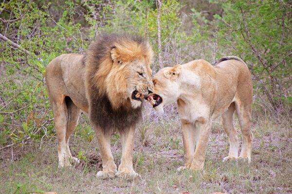 PARQUE NACIONAL KRUGER