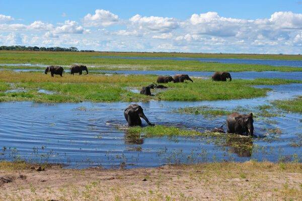 Parque Nacional Chobe