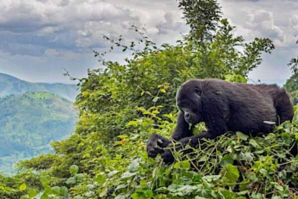 Parque Nacional de la Selva Impenetrable de Bwindi