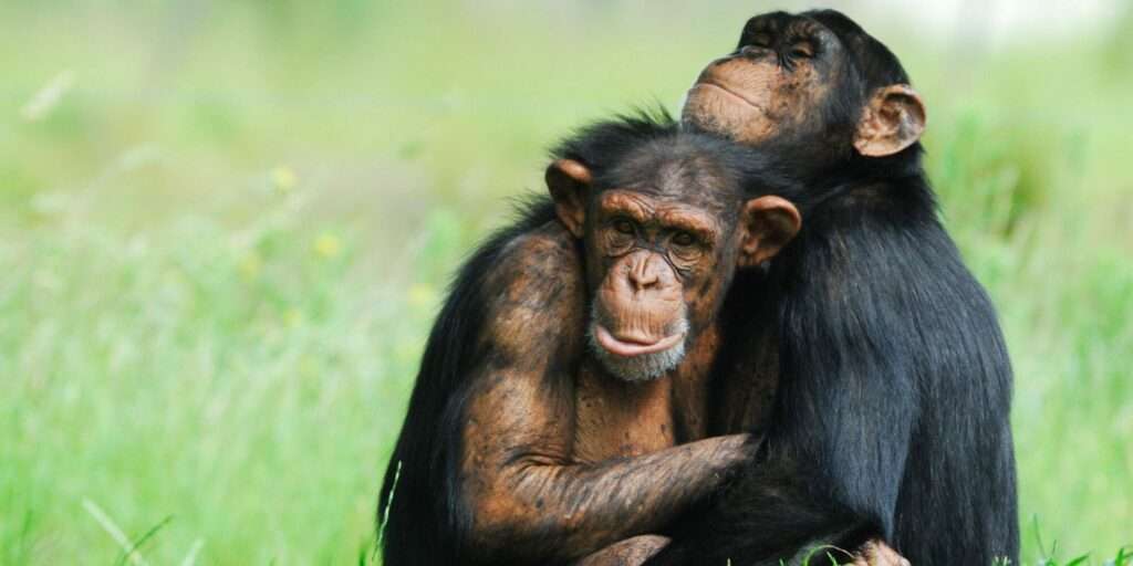 CABECERA UGANDA GORILAS + CHIMPANCES