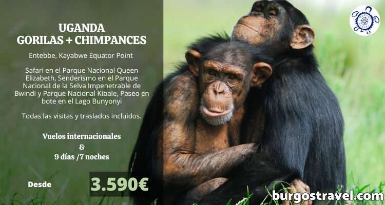 PROGRAMA UGANDA GORILAS + CHIMPANCÉS