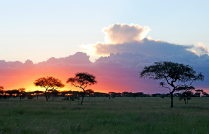 foto SERENGUETI - tanzania
