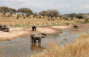 TARANGIRE