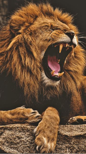 AFRICA, SAFARIS, BURGOS TRAVEL