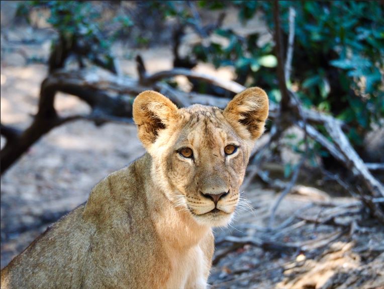 portada articulo ranking safaris